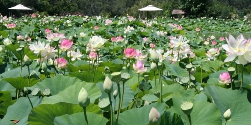 champs de fleur de lotus