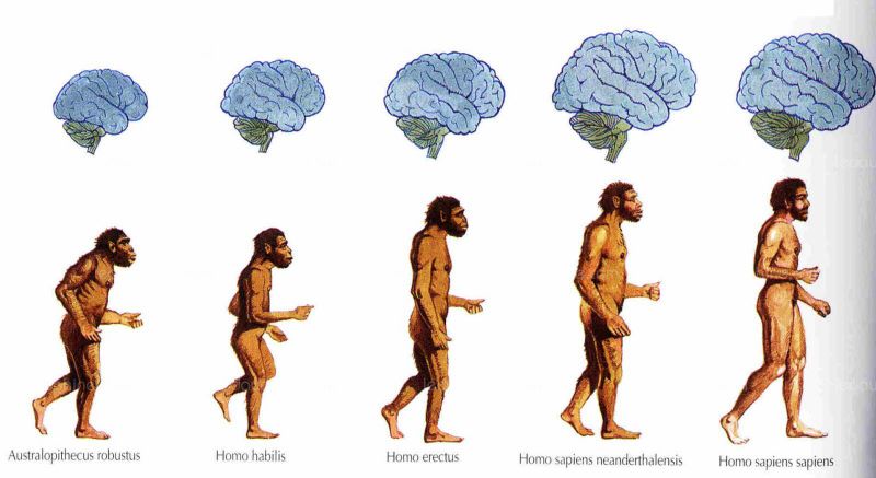 Evolution cerveau humain