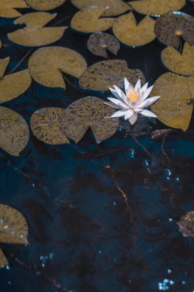 fleur de lotus blanche