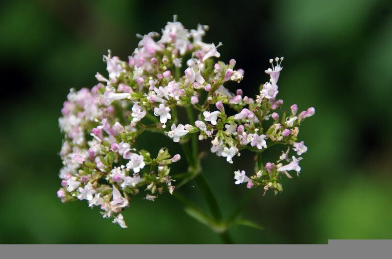 plante pour le bien etre