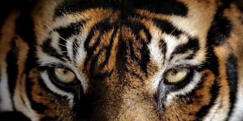 L’oeil de tigre tire son nom des yeux du félin