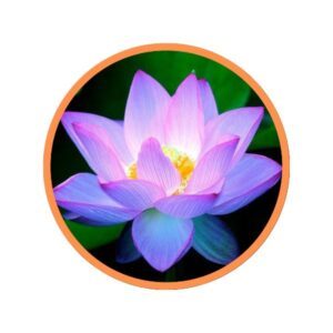 image de fleur de lotus en bracelet